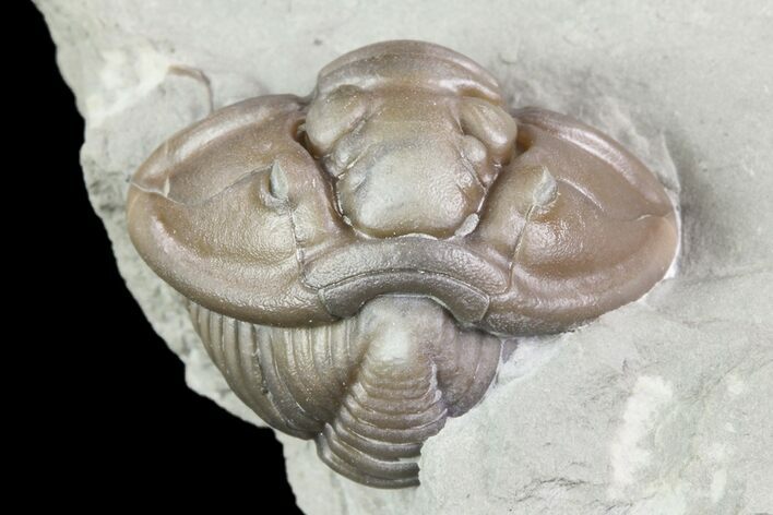 Wide, Enrolled Flexicalymene Trilobite In Shale - Ohio #72022